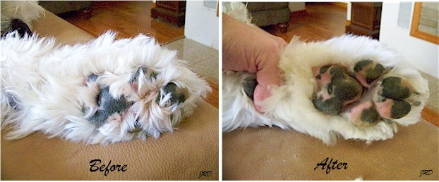 Trimming the Old English Sheepdog's Feet