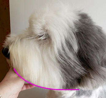 Trimming my Old English Sheepdog's face.