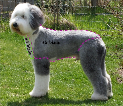 sheepdog shaved