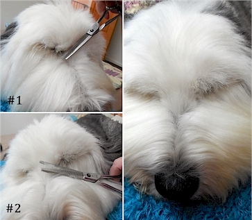 Trimming hair at inside corners of an Old English Sheepdog's eyes.