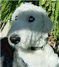 The Sheepie Store- Old English Sheepdogs We've Assisted