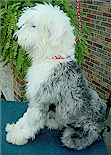 The Sheepie Store- Old English Sheepdogs We've Assisted