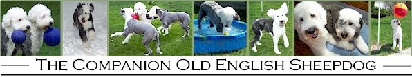 The Companion Old English Sheepdog
